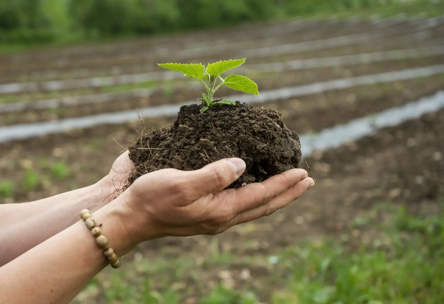 Hand mit Erde und Pflanze